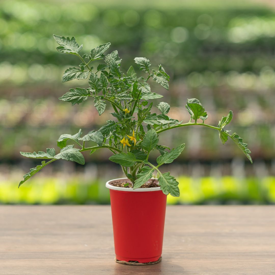 Tomato – Fourth of July – 4.5″